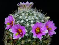 Thumbnail of 0771_Mammillaria insularis_20230718(1).JPG